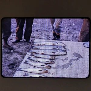 Vintage Kodachrome Slides Fish Catch Fishing Circa 1960s - Picture 1 of 4