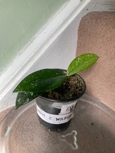 (7G5) Rare Carnosa Wilbur Graves shiny thick silvery splashy leaves established - Picture 1 of 2