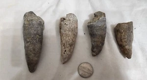 Large Ohio Horn Coral Set - Lot #1 - Picture 1 of 2