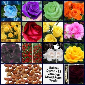 Bakers Dozen Mixed Rose Seeds Flower Garden Black Purple Blue Green Yellow Seed - Picture 1 of 1