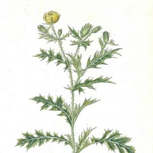 Argemone du Mexique - - PL 17 - Plante Flore - Gravure de presse 1872 - Picture 1 of 3