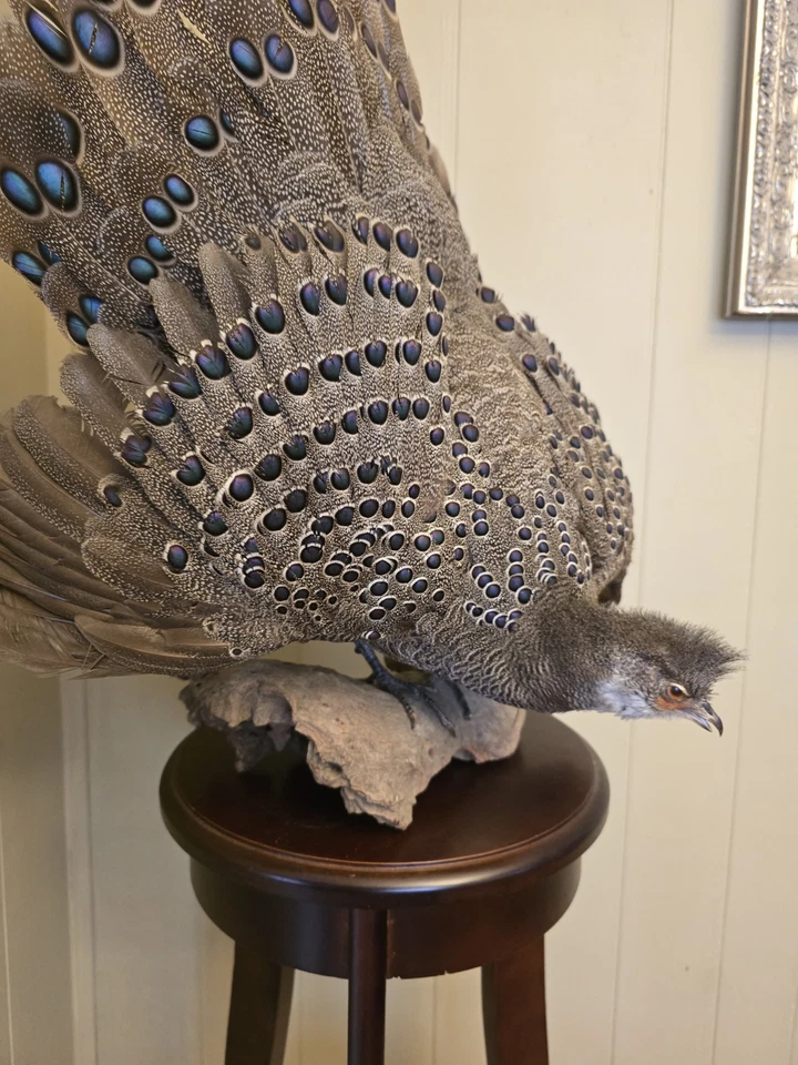 Faisán pavo real muy raro Foto 1 de 2