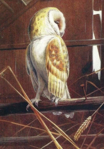 Valentine's Post Card. Artist, DM Henry Bird Series. 'Barn Owl.' Mint. UNP. - Picture 1 of 3