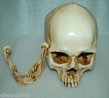 1:1 High Quality Skull Human Anatomical Anatomy Head Medical Model New