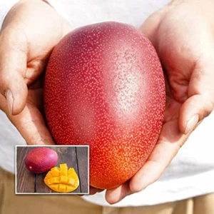 BeauFlora Hybrid Mango ( Egg of Sun Miyazaki , Graft ) Exotic 1 Bare-Root Plant - Picture 1 of 1