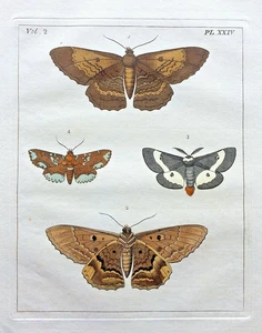 VERY RARE 1773 DRURY Vol.2 Four MOTHS HandColored Copper Plate XXIV 24 - Picture 1 of 11