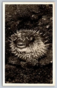 Postcard Pufferfish On Rock Ocean Sea Life Taxidermy RPPC AV7 - Picture 1 of 3