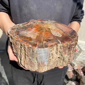 21,8 Pfund seltenes natürliches versteinertes Holz Rohholz Fossil Mineral Probe Heilung - Bild 1 von 15