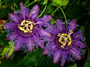 INCENSE~Passiflora Incarnata-Cincinnata~Starter Plant~Purple Flower Yellow Fruit - Picture 1 of 7