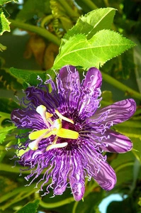 FRUTA DE LA PASIÓN flor púrpura vid maypop PASSIFLORA INCARNATA semilla de planta 25 SEMILLAS - Imagen 1 de 5