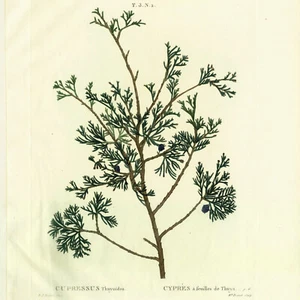 Rare 1801 REDOUTÉ Folio Engraving from Duhamel du Monceau, CYPRESS (White Cedar) - Picture 1 of 7