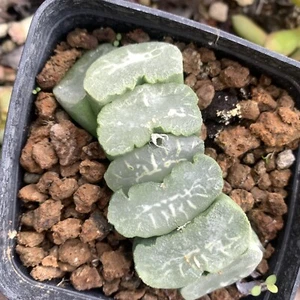 Haworthia truncata succulente piante grasse no maughanii - Imagen 1 de 5