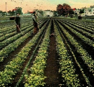 Kalamazoo Michigan MI Celery Field at Kalamazoo 1911 Vintage Postcard - Picture 1 of 3