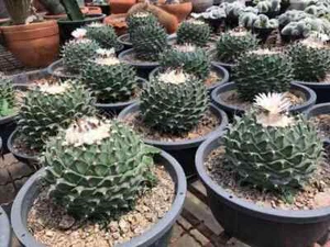 Obregonia Denegrii 10 seeds cactus succulent plant Real Fresh - Picture 1 of 6