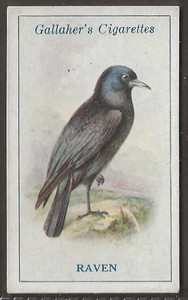 GALLAHER-BRITISH BIRDS 1923 (BY GEORGE RANKIN)-#078- RAVEN 