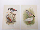 2 antike Drucke c1899 Spatzvögel von Frederick William Frohawk (1861-1946)