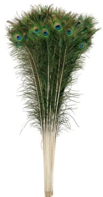 PEACOCK FEATHERS 10''-55" Beautiful Natural Eyes 10-200 Pcs (Halloween/Costume) - Image 1 of 4