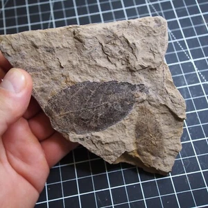 272gr Alnus Julianiformis Hoja de árbol Planta Árbol frondoso Doli Bilina Fósil dinosaurio 02 - Imagen 1 de 9