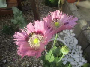 ca. 1000 Samen Mohnblumen, zartviolett aus eigenem Garten - Bild 1 von 6