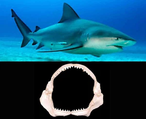 Mascella Bocca Squalo Zambesi Carcharhinus leucas Pescecani Pesci Cartilaginei - Foto 1 di 4