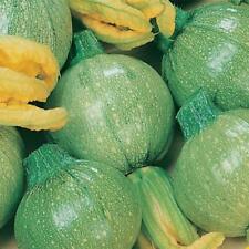 Zucchini Tondo Chiaro Di Nizza Pack King's Gemüsesamen 