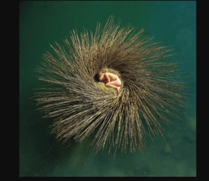 NEW Peter Gabriel - OVO 2x LP Half Speed Master - RSD 2025 Record Store Day - Picture 1 of 1