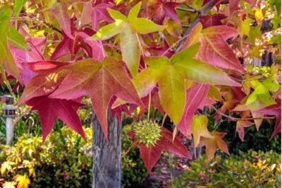 Sweet Gum tree seeds great for outdoor and Bonsai vibrant fall colors Sz 10-100 - Image 1 of 4