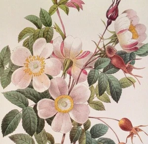 P. J. Redoute Blumen Rosier De Candolle Botanischer Kunstdruck Exlibris 130 - Bild 1 von 3