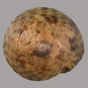 GIBBULA PHILBERTI (S'Agaro, Girona, Spagna) 9,0 mm #46781 - Foto 1 di 3