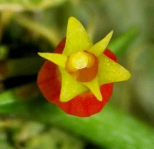 OoN Mediocalcar decoratum species orchid on tree fern mounts (100mmSq mts) - Picture 1 of 5