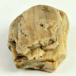 Legno pietrificato South Dakota 14,1 oz 4" x 3" x 1" pietra roccia fossile legno - Foto 1 di 7