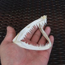 Anglerfish Fish mouth bone skull Animal skull specimen （Real skull���