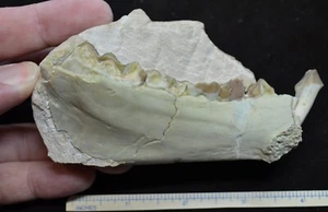 Oreodont Jaw in Matrix, Merycoidodon Fossil, Badlands, S Dakota Oligocene, O1585 - Picture 1 of 4
