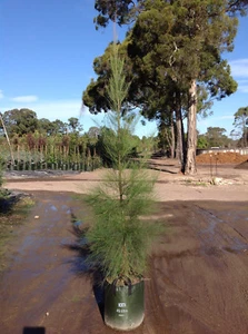 River Oak (Casuarina cunninghamiana) 100 Seeds - Bild 1 von 3