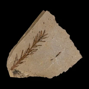 1.6" Detailed Fossil Plant Leafs Metasequoia Dawn Redwood Oligocene Age MT COA - Picture 1 of 7