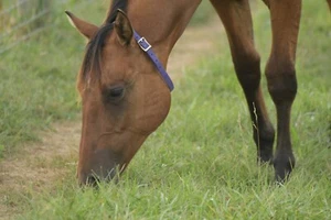 HORSE SIZE Purple Regular NECK COLLAR made from Beta Biothane - Picture 1 of 2
