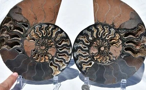 COPPIA DINOSAURI NERI Ammonite 1 IN 100 XXXLG 200mm 110myo FOSSIL 8,0" 3175xx - Foto 1 di 12