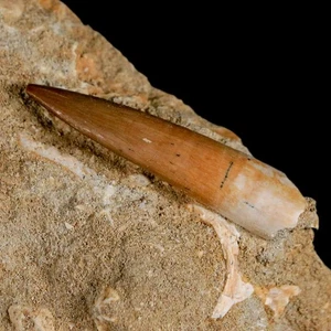 1,5 Zoll Plesiosaurier Zarafasaura Zahn Fossil in Matrix Kreidezeit Dinosaurier Ära Echtheitszertifikat - Bild 1 von 8