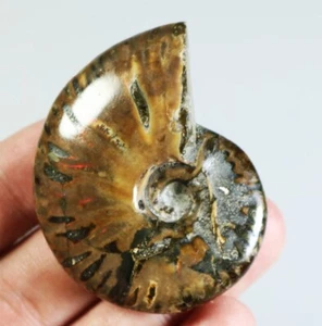 Natural Rainbow Ammonite Fossil Quartz Crystal Stone Mineral Specimen Madagascar - Picture 1 of 7