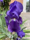bicolor bearded iris n°5 bulbs, Germanic iris 5 tuber rhizome
