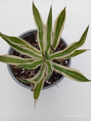 Agave Filifera Variegata - Imagen 1 de 3