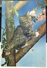Postcard Animal Cat Kitten in the Rose Bower - posted 1966