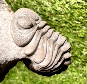 Fósil de marrocos trilobites - Issimour, Marruecos - Imagen 1 de 12