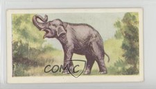 1954 Neilson's Chocolate Interesting Animals Indian Elephant #46 n1u