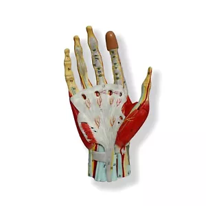 Advanced Anatomical Muscled Hand Joint Model - Medical Human Skeleton Anatomy - Picture 1 of 4