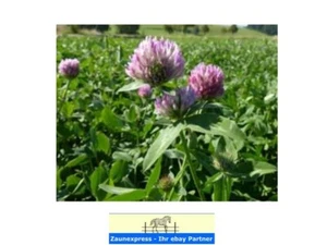12,95€/kg 2kg Beutel Rotklee Gründüngung Bienenweide Saatgut Klee Trifolium prat - Bild 1 von 1