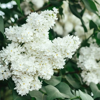 2 Syringa pekinensis – Japanese Lilac Trees | Bare Root | Pre Order ships Sept25 - Image 1 of 2