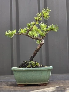 Cedrus Atlantica Bonsai FREE EXPRESS POST Posted With The Pot - Picture 1 of 6