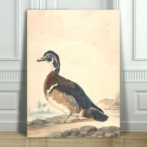 VINTAGE BIRD ART - Duck - CANVAS ART PRINT POSTER - 18x12" - Picture 1 of 1