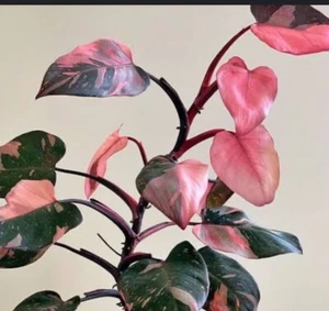 Pink Princess cuttings : $65 For 2 Cuttings : Free Postage - Picture 1 of 2